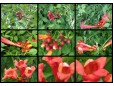Campsis radicans (Trâmbiţă)